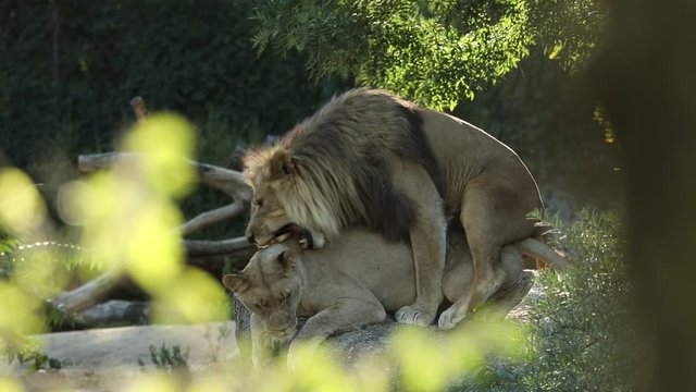 Mating lions showing aggression during copulation, beautiful african mammals, typical mating behavior of lions, scene from ZOO, dangerous animals, conservation, safari