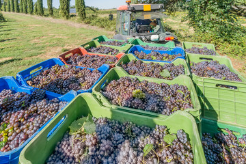 Colored plastic baskets filled with black grapes loaded on a trailer and ready to be transported to the winery during the harvest