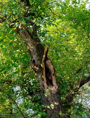 Fototapeta premium An Otherwise Healthy Tree with Lightning Damage