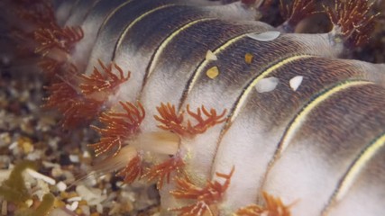 Slow motion, Extreme close up of fireworm is crawling on the sand. Diagonal movement from bottom to top. Bearded Fireworm (Hermodice carunculata) Underwater shot. Mediterranean Sea, Europe.