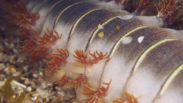 Slow motion, Extreme close up of fireworm is crawling on the sand. Diagonal movement from bottom to top. Bearded Fireworm (Hermodice carunculata) Underwater shot. Mediterranean Sea, Europe.