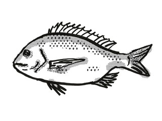  silver bream Australian Fish Cartoon Retro Drawing