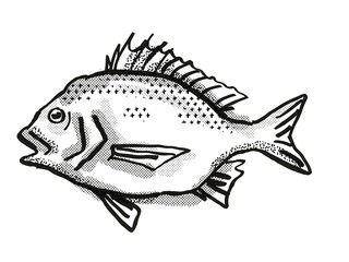 North West Black Bream Australian Fish Cartoon Retro Drawing