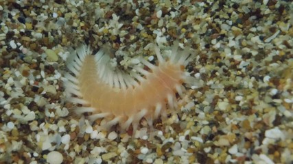 Extreme close up, larva of fireworm is crawling on the sand. Diagonal movement from bottom to top. Bearded Fireworm (Hermodice carunculata) Underwater shot. Mediterranean Sea, Europe.
