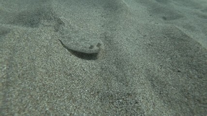 Flounder swimming approaching on sandy bottom. Wide-eyed Flounder (Bothus podas) Underwater shot. Mediterranean Sea, Europe.