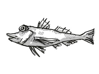 Saumarez Gurnard Australian Fish Cartoon Retro Drawing