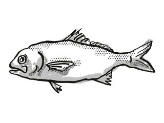 Busakhin's Beardfish Australian Fish Cartoon Retro Drawing