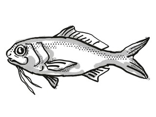 Berndt's Beardfish Australian Fish Cartoon Retro Drawing
