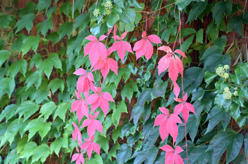 Purple ivy leaves forming a ring in the middle of green ivy leaves