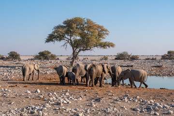 Elephant Herd at a Waterhole in Etosha National Park, Namibia