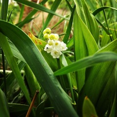 Obraz premium white flower