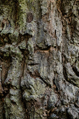 Natural engraved wing shape in bark of tree trunk