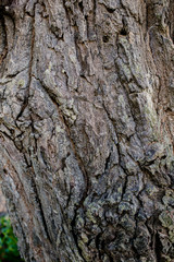 Natural engraved wing shape in bark of tree trunk