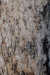 Natural engraved wing shape in bark of tree trunk
