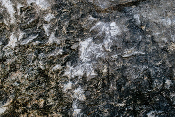 Natural engraved wing shape in bark of tree trunk