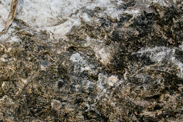 Natural engraved wing shape in bark of tree trunk