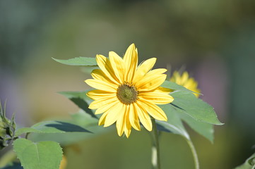 A yellow flower in front of a green background.