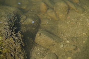 Ruscello di montagna a Piobbico nelle Marche