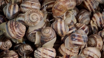 Background of live garden snails. Close-up, Top view – 4K / 60fps 