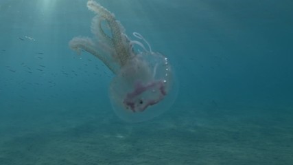 Little Jellyfish swims in the blue water. Close-up, Underwater shot. Pink Jellyfish, Mauve stinger or Purple-striped Jelly (Pelagia noctiluca). Mediterranean Sea, Europe.