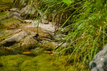 Libellula sulla roccia lungo il ruscello