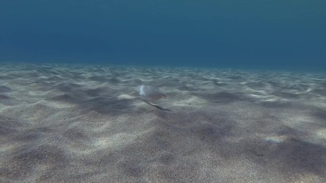 Razorfish swims above sandy bottom. Pearly Razorfish or Cleaver Wrasse (Xyrichtys novacula) Underwater shot. Mediterranean Sea, Europe.