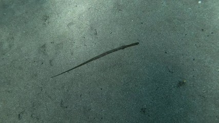 Pipefish swim above sandy bottom. Top view. Broadnosed Pipefish, Snouted Pipefish or High-snouted Pipefish (Syngnathus typhle) Underwater shot. Mediterranean Sea, Europe.