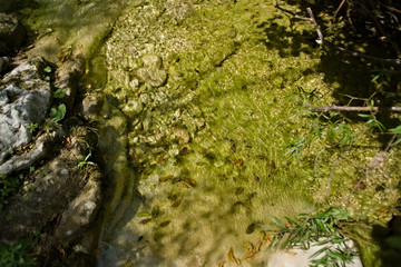 Vista lungo il sentiero 208 fosso dell'eremo a Piobbico
