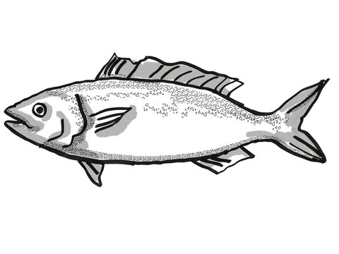 Kahawai New Zealand Fish Cartoon Retro Drawing