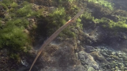 Pipefish swim near reef with algae under surface in the blue water. Low-angle shot. Broadnosed Pipefish, Snouted Pipefish or High-snouted Pipefish (Syngnathus typhle) Underwater shot. Mediterranean  