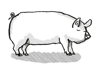 Middle White Pig Breed Cartoon Retro Drawing