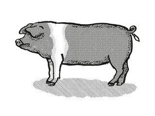 British Saddleback Pig Breed Cartoon Retro Drawing