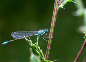 dragonfly macro laid on flower, damsel