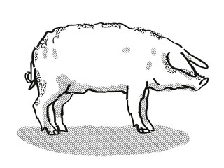 Mangalitza Pig Breed Cartoon Retro Drawing