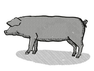 Large Black Pig Breed Cartoon Retro Drawing
