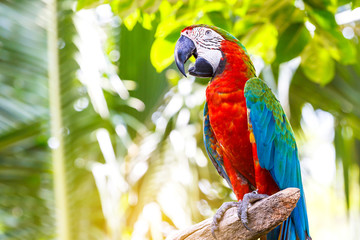 beautiful macaw