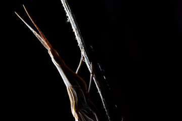 cone-headed grasshopper (Acrida ungarica) during the night