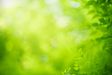Obraz premium Nature of green leaf in garden at summer. Natural green leaves plants using as spring background cover page greenery environment ecology wallpaper