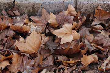 Autumn Leaves By Sidewalk