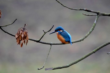 Zimorodek na gałęzi