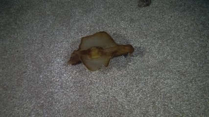 juvenile Sea Hare swims above sandy bottom. Top view. Nudibranch or sea slug - Spotted Sea Hare (Aplysia dactylomela). Underwater shot. Mediterranean Sea, Europe.