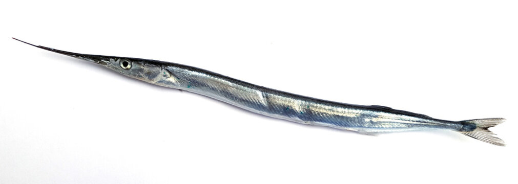 Garfish, sea needle (Belone belone)