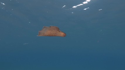 juvenile Sea Hare quickly swim in the blue water. Nudibranch or sea slug - Spotted Sea Hare (Aplysia dactylomela). Underwater shot. Mediterranean Sea, Europe.