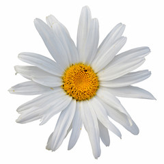 Beautiful white camomile isolated on a white background