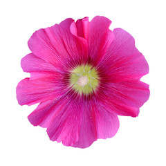 Beautiful pink flower isolated on a white background