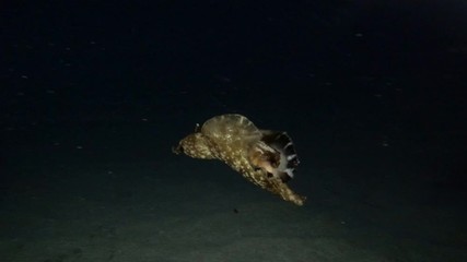 Sea Hare quickly swim under surface in the night. Nudibranch or sea slug - Mottled Seahare or Sooty Seahare (Aplysia fasciata). Underwater shot. Mediterranean Sea, Europe.