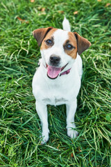 dog jack russell terrier on the grass