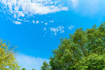 Obraz premium 秋の青空