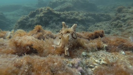 Sea Hare crawls on a rocky bottom covered with algae. Nudibranch or sea slug - Spotted Sea Hare (Aplysia dactylomela). Underwater shot. Mediterranean Sea, Europe.