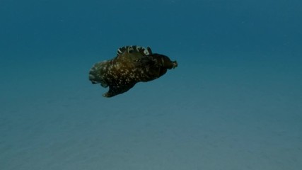 Sea Hare slowly swim in the blue water. Nudibranch or sea slug - Mottled Seahare or Sooty Seahare (Aplysia fasciata). Underwater shot. Mediterranean Sea, Europe.
